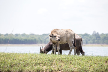 Fototapeta premium water buffalo in thailand