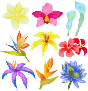 Vector set of Tropical flowers