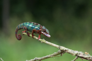 Chameleon Furcifer pardalis Ambolobe 2 years old, Madagascar endemic Panther chameleon in angry state, pure Ambilobe (Chamaeleoninae)