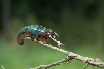 Chameleon Furcifer pardalis Ambolobe 2 years old, Madagascar endemic Panther chameleon in angry state, pure Ambilobe (Chamaeleoninae)