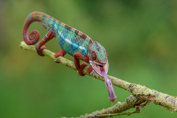 Chameleon Furcifer pardalis Ambolobe 2 years old, Madagascar endemic Panther chameleon in angry...