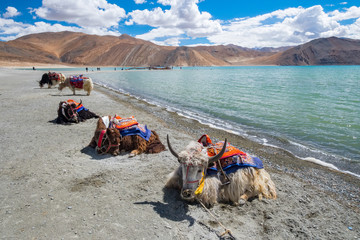 Yak at Pangong Lake in Ladakh, India
