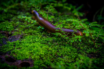 Giant millipede or (Trigoniulus corallinus) walking at the Jungle Rainforest . Millipede curl up Will roll on exposure