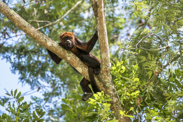 Bugio-ruivo (Alouatta guariba) | Howler monkey