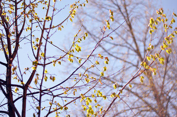 branches