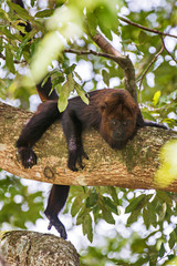 Bugio-ruivo (Alouatta guariba) | Howler monkey