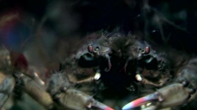 Black crab hios underwater in search of food on seabed of White Sea Russia. Unique video close up. Predators of marine life on background of pure and transparent water stones.