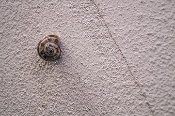a snail house clinging to a wall with a crack in it