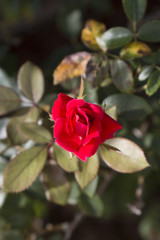 Red Rose