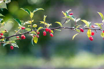 樹上のグミの実