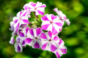two colors white and violet striped phlox flowers close up in the garden