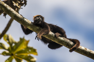 Bugio-ruivo (Alouatta guariba) | Howler monkey