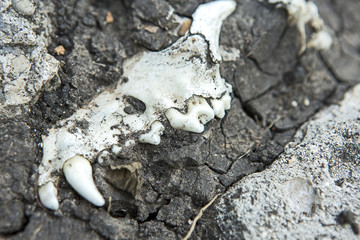 A lifeless land, craquelure