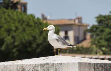 seagull stands on the stone