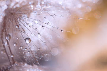 Makro nasion mniszka lekarskiego z kropli wody. Abstrakcjonistyczna fotografia z dandelion po deszczu. Selektywne skupienie - 167266461