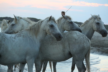 Camargue