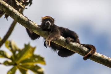 Bugio-ruivo (Alouatta guariba) | Howler monkey