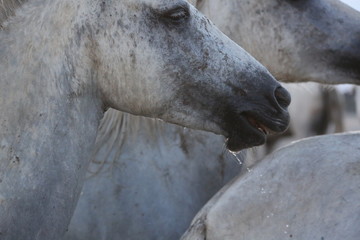Naklejka premium Camargue
