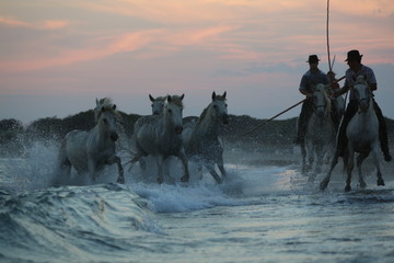 Camargue