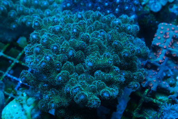 Greens BirdsNest