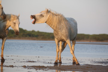 Camargue