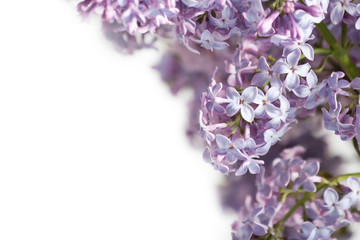 Bez fresh, lilac flowers background - obrazy, fototapety, plakaty