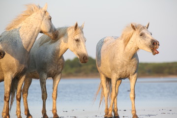 Camargue