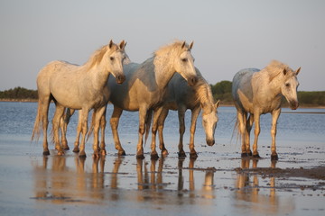 Camargue