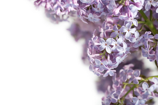 Bez fresh, lilac flowers background