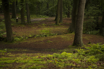 Wald019