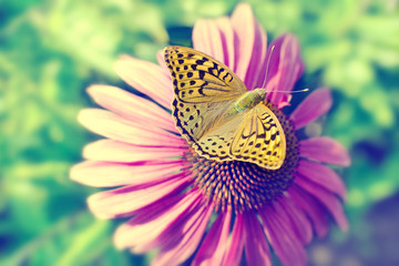 Beautiful butterfly on a pink flower daisy. Summer concept. Toned image