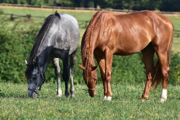 Naklejka na ściany i meble dappled grey and chestnut horses,Czech republic