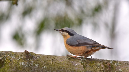nuthatch in wintertime