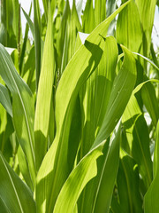 Young stems and leaves of corn.