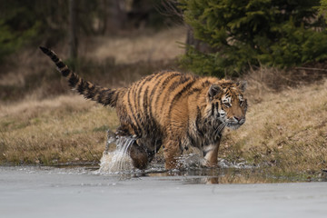 tiger, siberian tiger(Panthera tigris altaica)