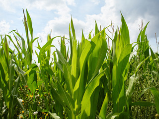 Fototapeta premium Young stems and leaves of corn.