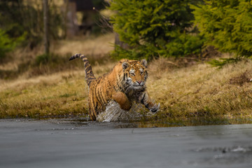 tiger, siberian tiger(Panthera tigris altaica)