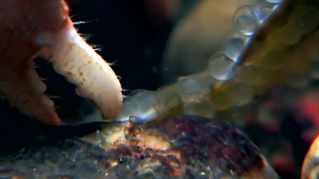 Cancer hermit underwater in search of food eats caviar on seabed of White Sea. Unique dramaturgy pic macro video close up. Predators of marine life on background of pure clear clean water stones.