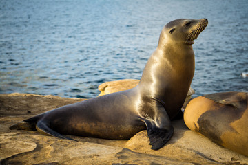 Fototapeta premium Sealion