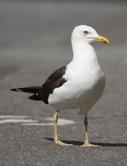 Adult Lesser Black-backed Gull, Larus fuscus, in urban environment in Finland.