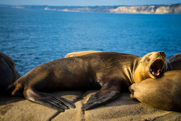 Sealion