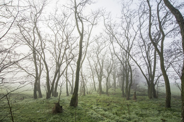 Fototapeta na wymiar Forrest early morning in fall in fog with the dew