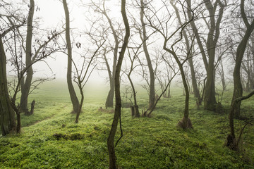 Morning trees in the field in fall with the fog