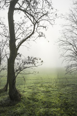 Fototapeta na wymiar The tree in the field in fall in the fog with sunny rays