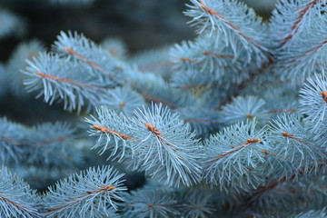 The background of a rare and beutiful blue Christmas tree to design a New year or Christmass...