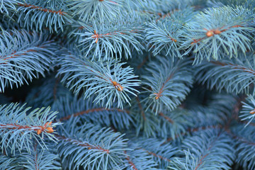 Naklejka na ściany i meble The background of a rare and beutiful blue Christmas tree to design a New year or Christmass decoration.
