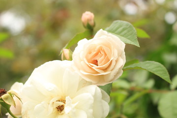 Rose in a Secret Garden