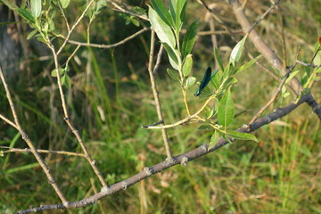 Green dragon-fly on osier twig