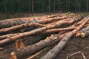 Environment, nature and deforestation forest - felling of trees in woods