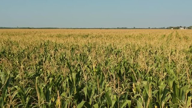 aerial view fly over a green corn fields with blue sky